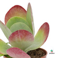 Kalanchoe Thyrsiflora var. Red Lips mini