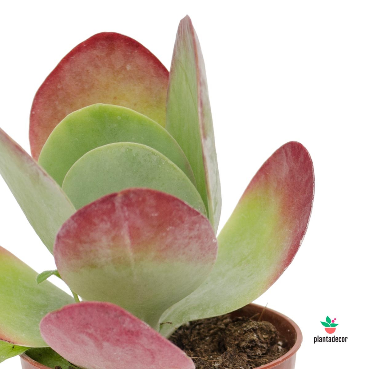 Kalanchoe Thyrsiflora var. Red Lips mini