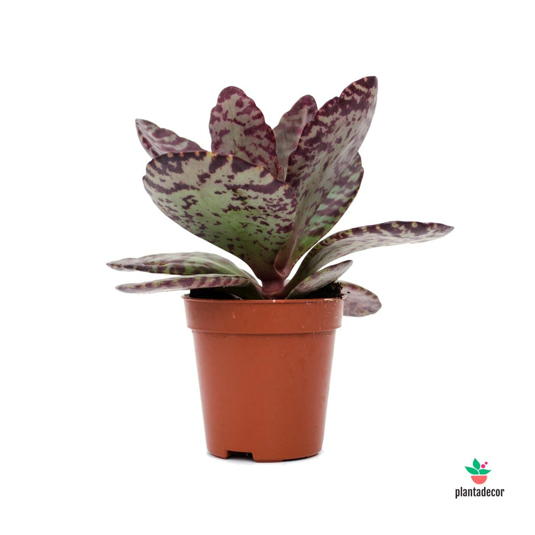 kalanchoe Desert Surprise