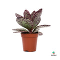 kalanchoe Desert Surprise