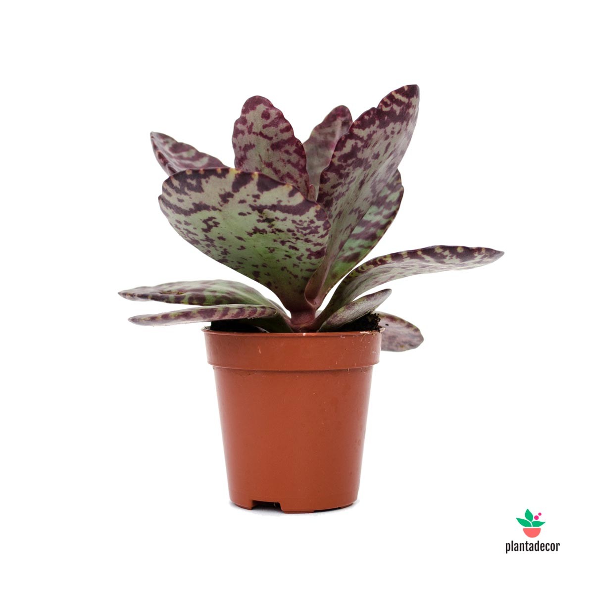 kalanchoe Desert Surprise