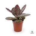 comprar kalanchoe Desert Surprise