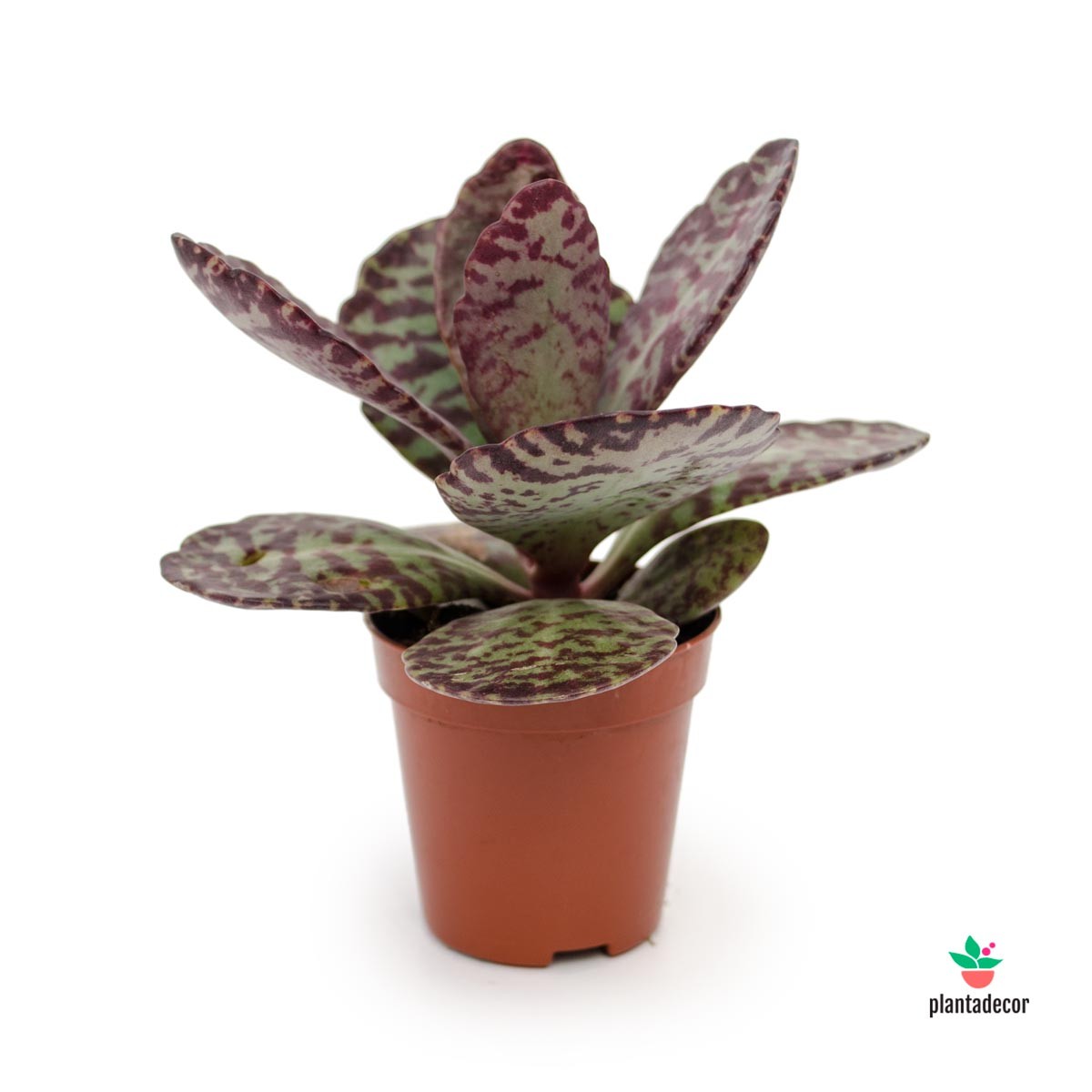 comprar kalanchoe Desert Surprise