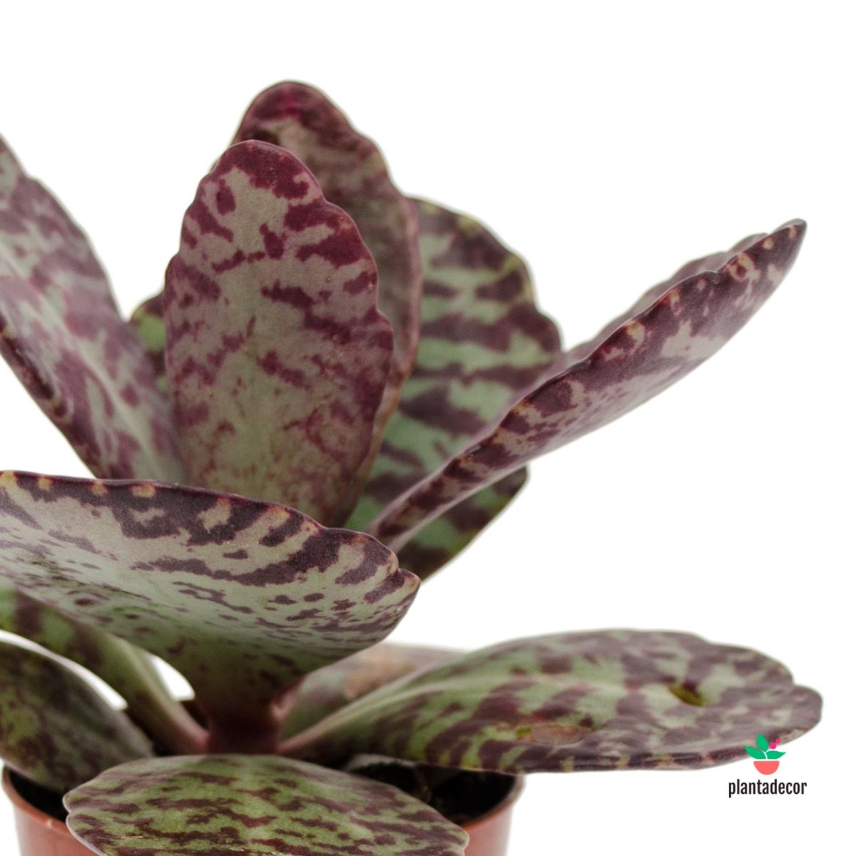 kalanchoe humilis Desert Surprise