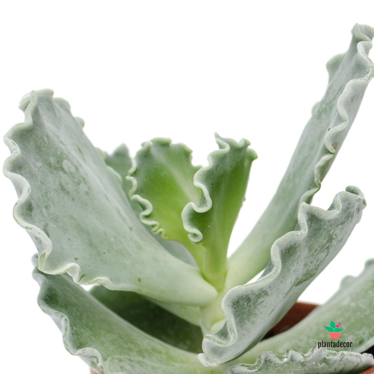 Cotyledon Undulata comprar