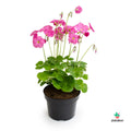 trebol oxalis flor fucsia
