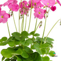 oxalis flor rosa