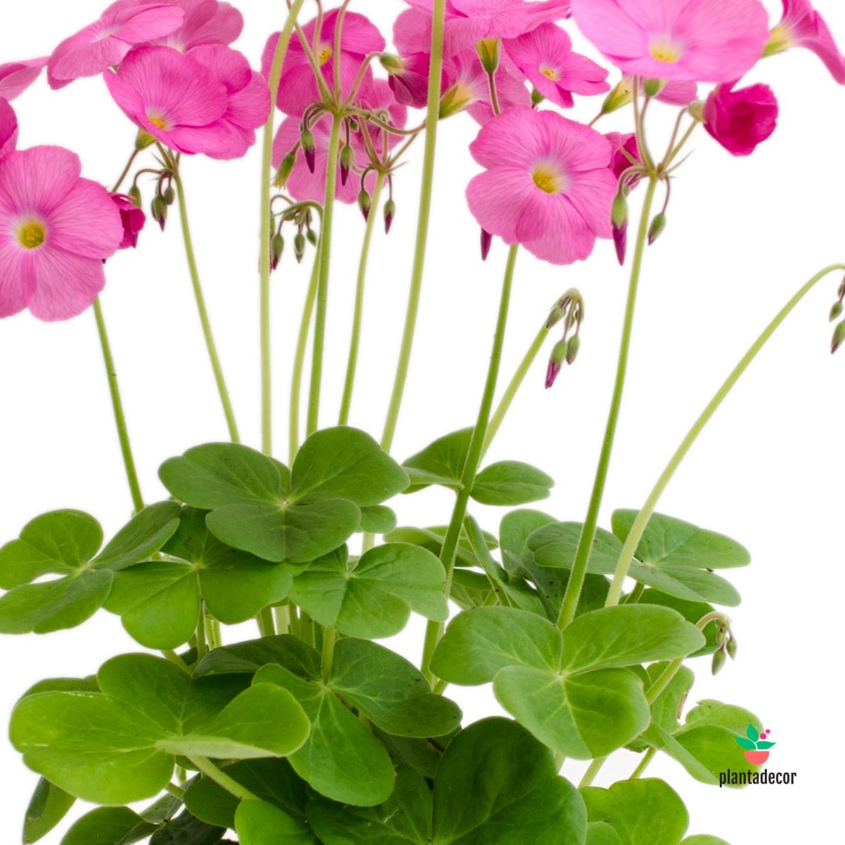 oxalis flor rosa