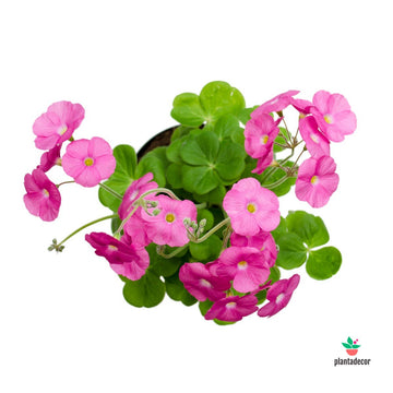 Oxalis Purpurata Bowiei Amarantha