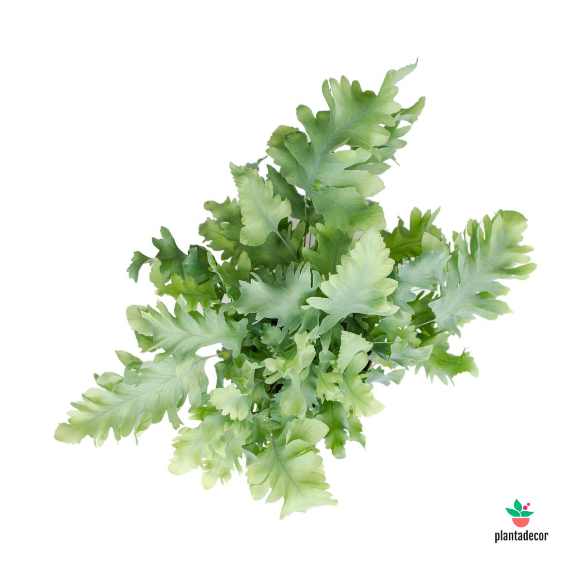 Phlebodium Aureum Davana