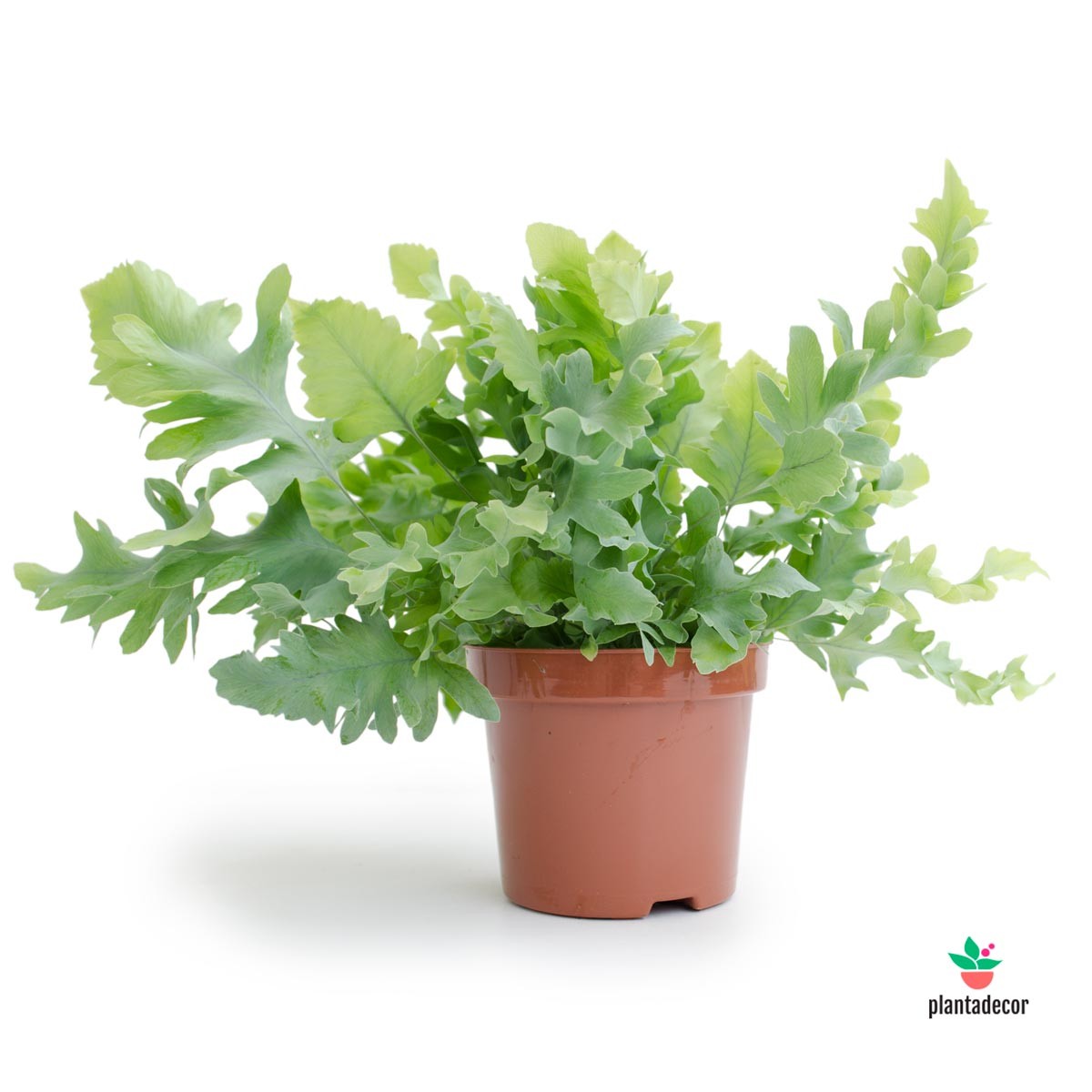 Phlebodium Aureum Davana