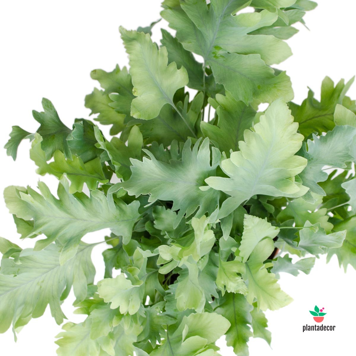 helecho azul comprar