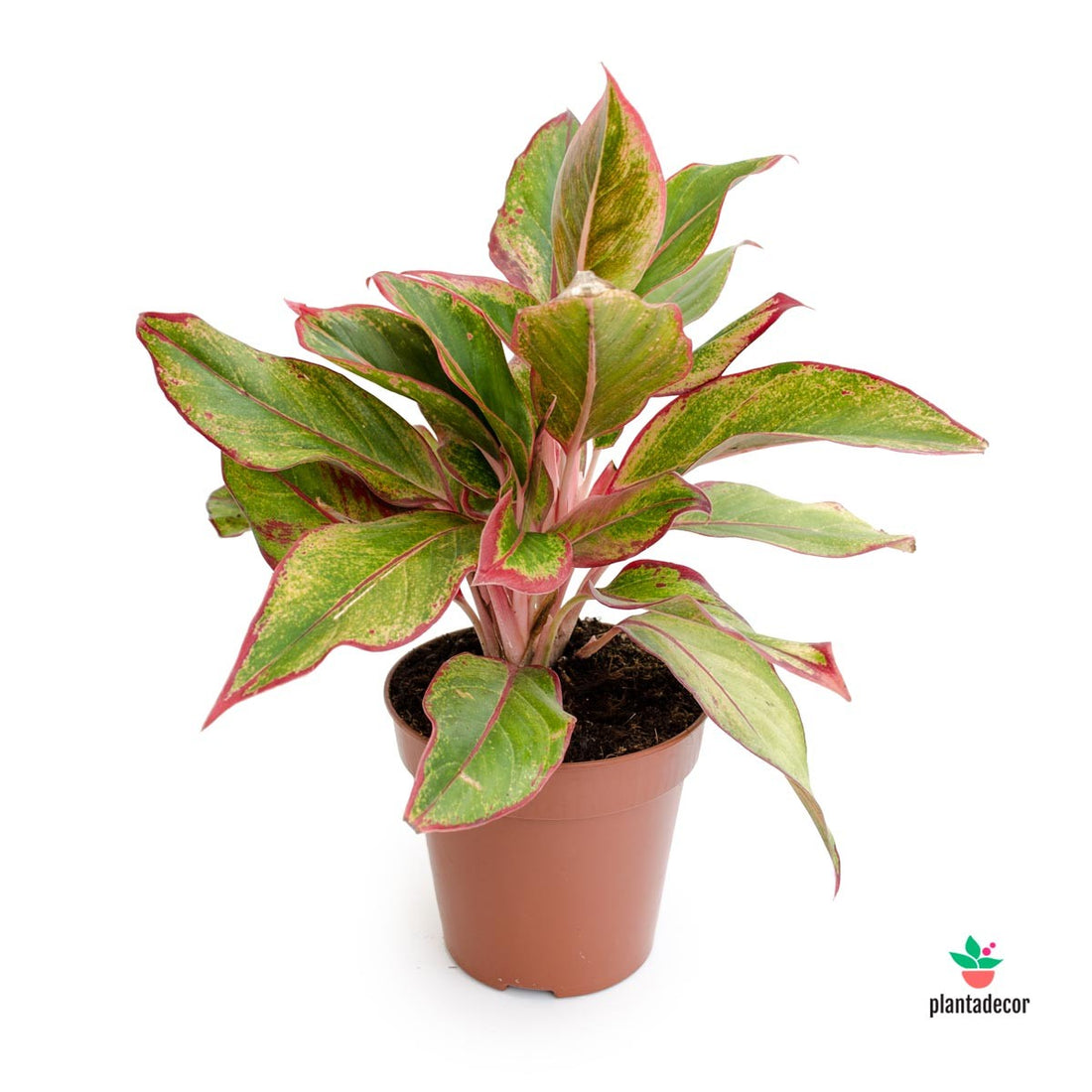 Aglaonema Siam Aurora online españa