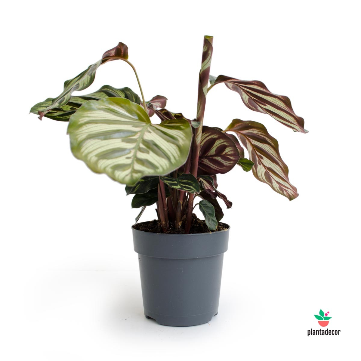 comprar Calathea Makoyana