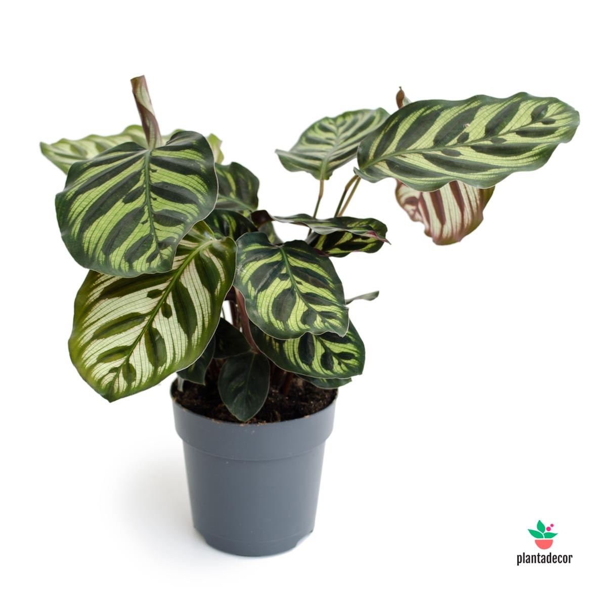 planta mediana Calathea Makoyana