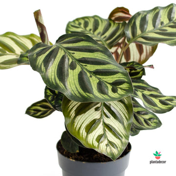 Calathea Makoyana