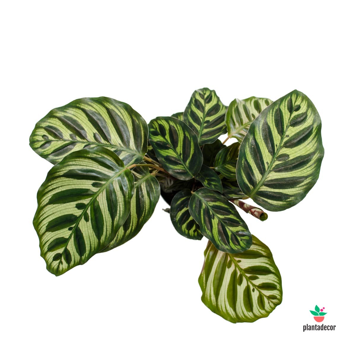 Calathea Makoyana