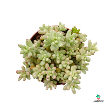 Sedum Aurora 'Rosea'