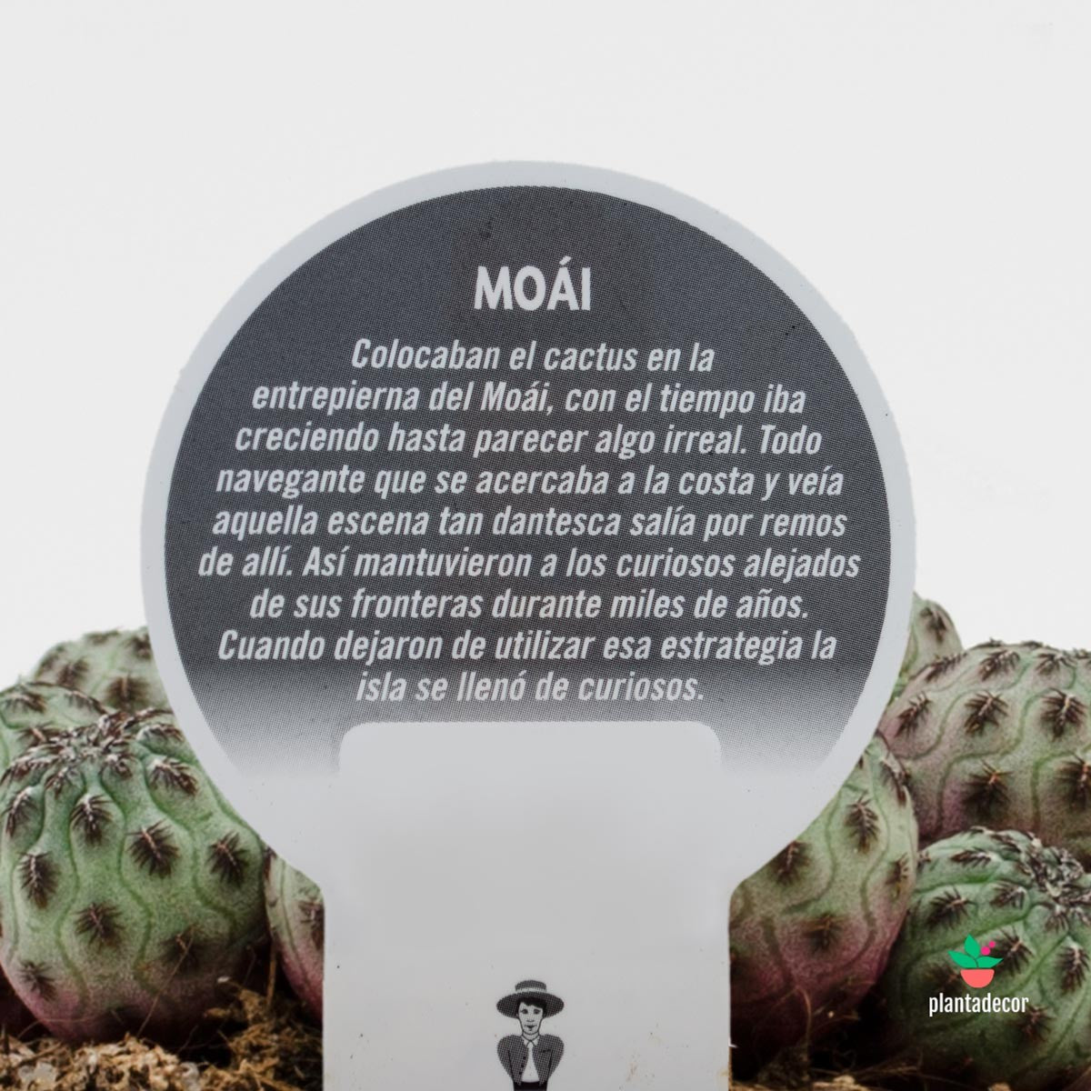 Rebutia Canigueralii