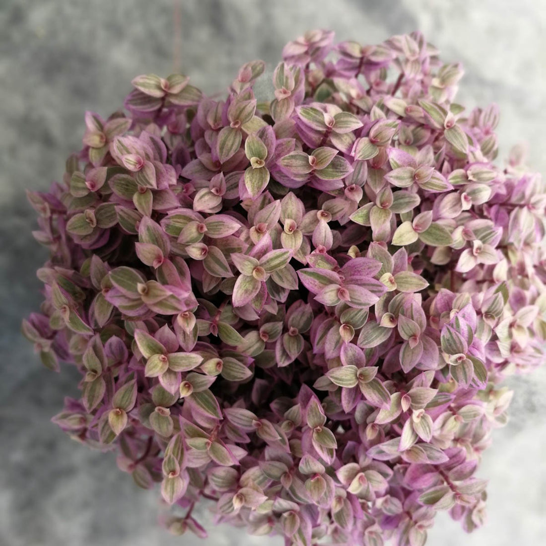 Callisia Pink Lady - M-8,5