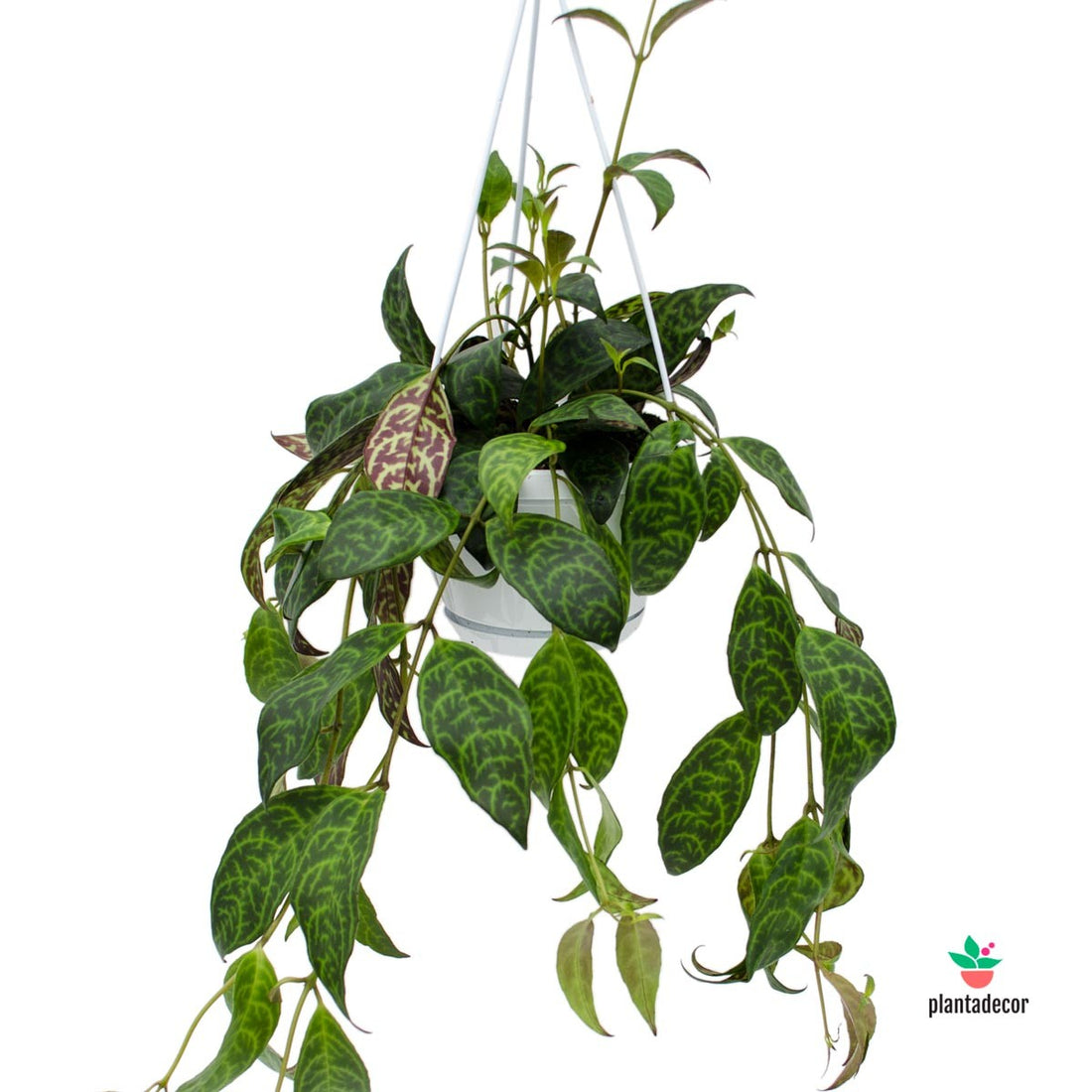 Aeschynanthus Marmoratus