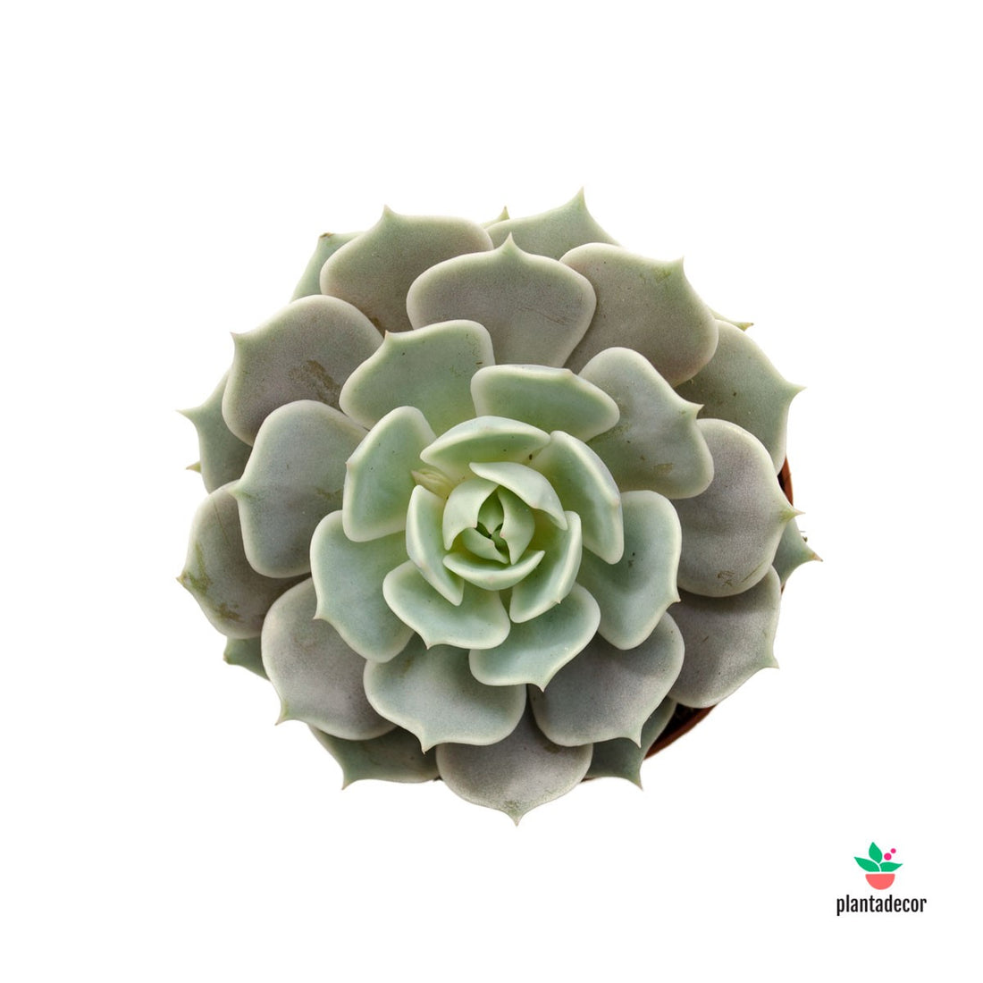 plantadecor Echeveria Lola