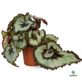 Begonia  