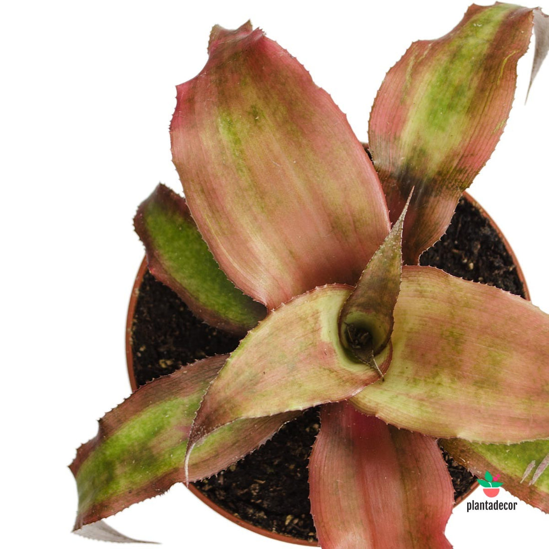 Cryptanthus Bivittatus Strawberries Flambé