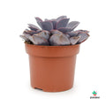 comprar Echeveria Purple