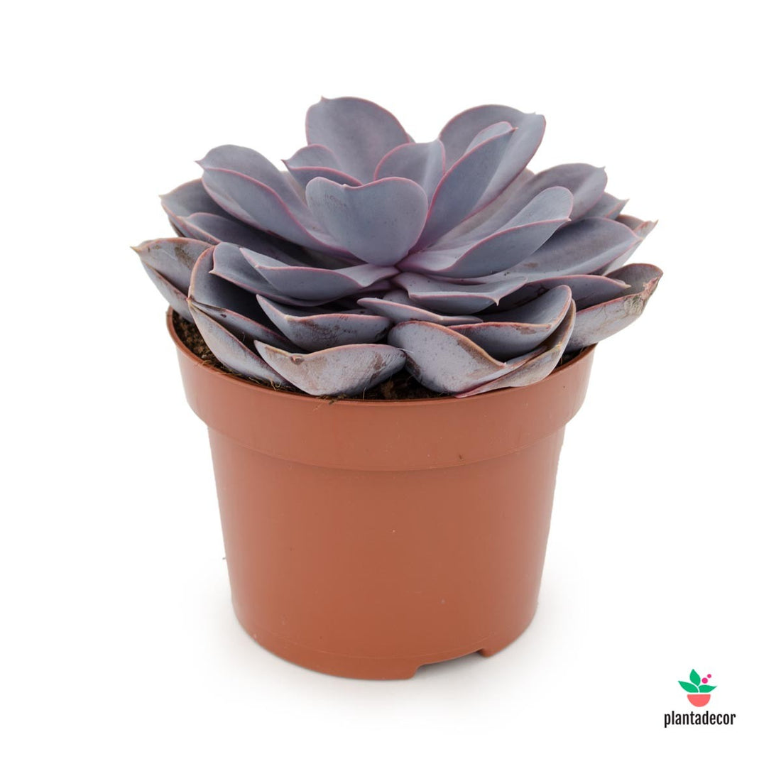 comprar Echeveria Morada