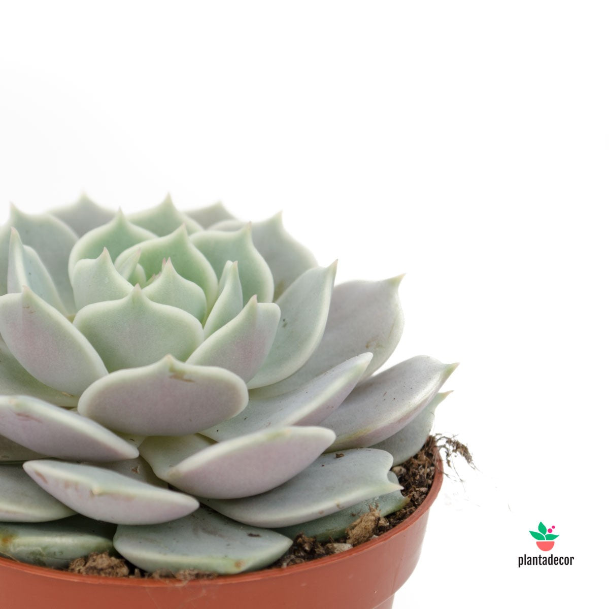 plantadecor Echeveria Lola