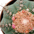 Comprar  Melocactus Matanzanus