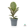 ficus camuflaje