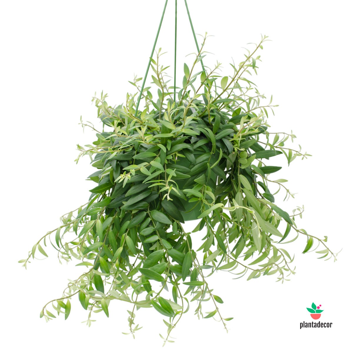 Comprar Codonante Crasifolia