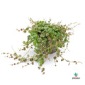 Comprar Peperomia Postrata