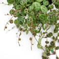 Plantadecor Peperomia Postrata