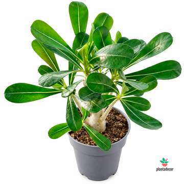 Adenium Obesum