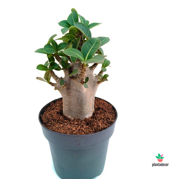 Adenium Obesum "Baobab"