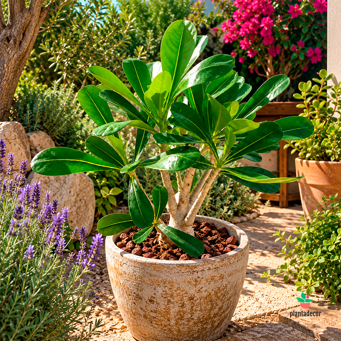 Adenium Obesum