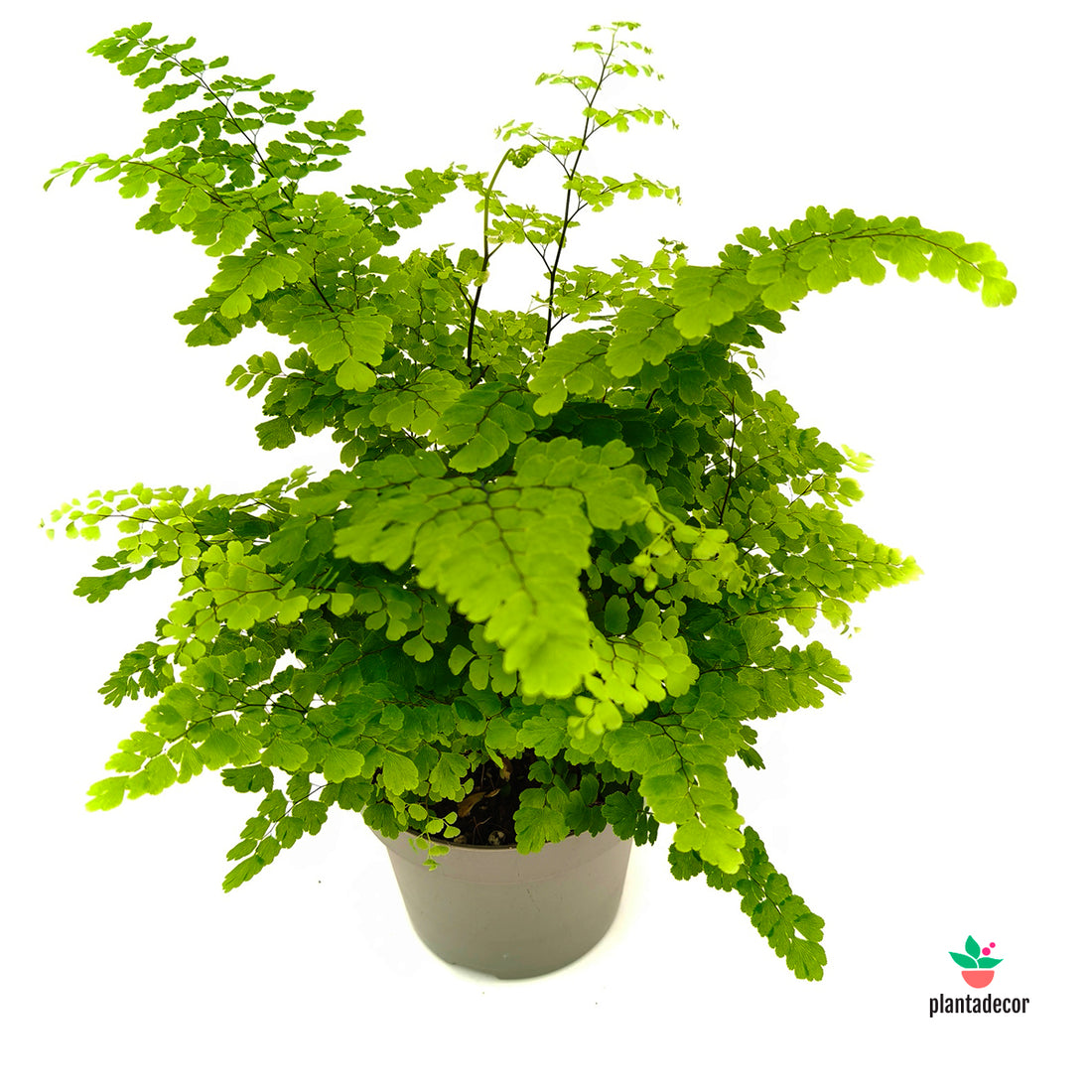 Adiantum Raddicans 'Fritz-Luthi'