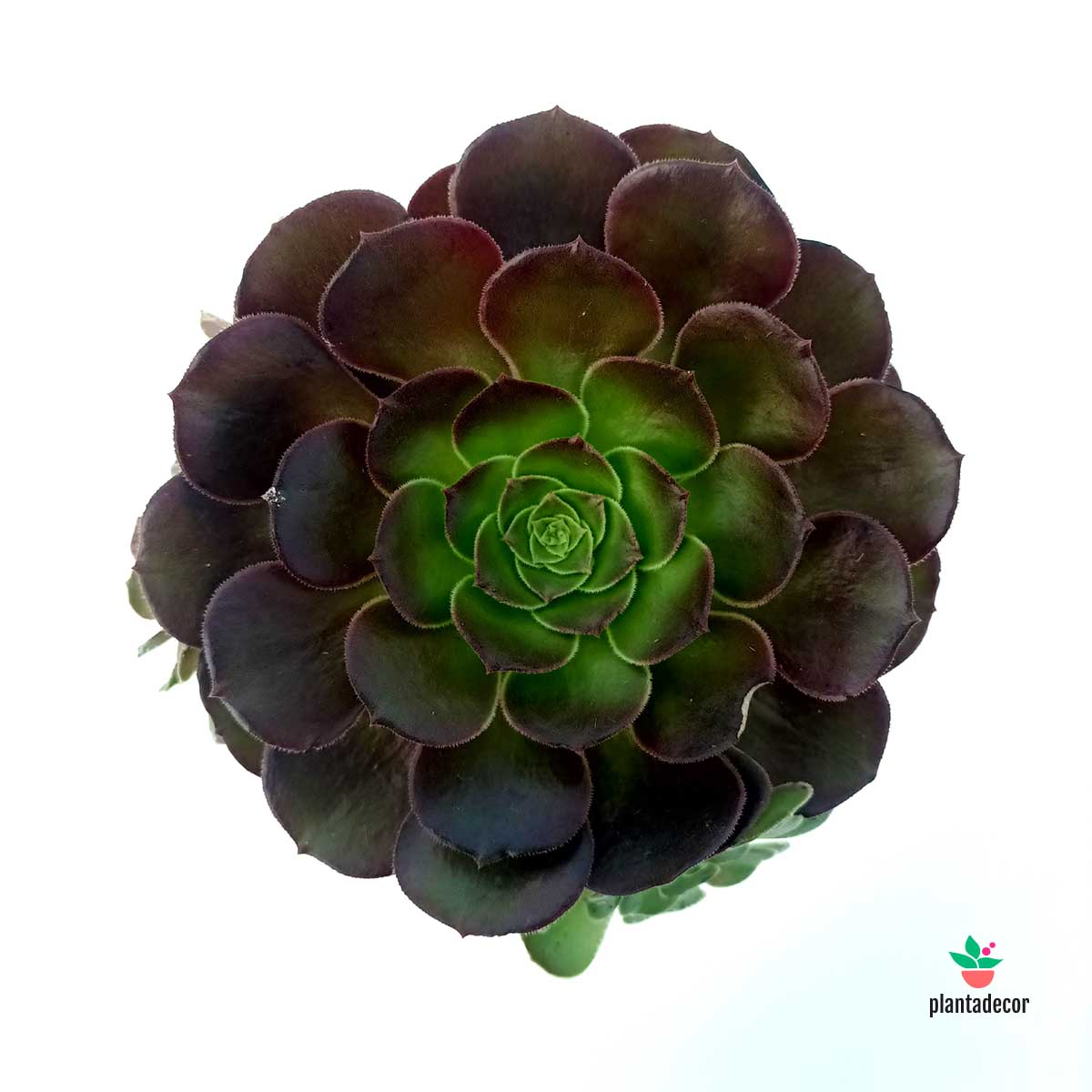 Aeonium Arboreum 'Velours' M-10,5