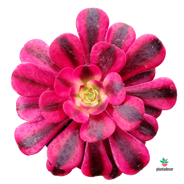 Aeonium Arboreum Medusa