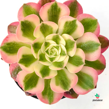 Aeonium Arboreum Medusa