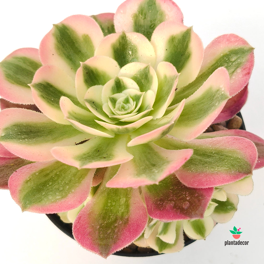 Aeonium Arboreum Medusa