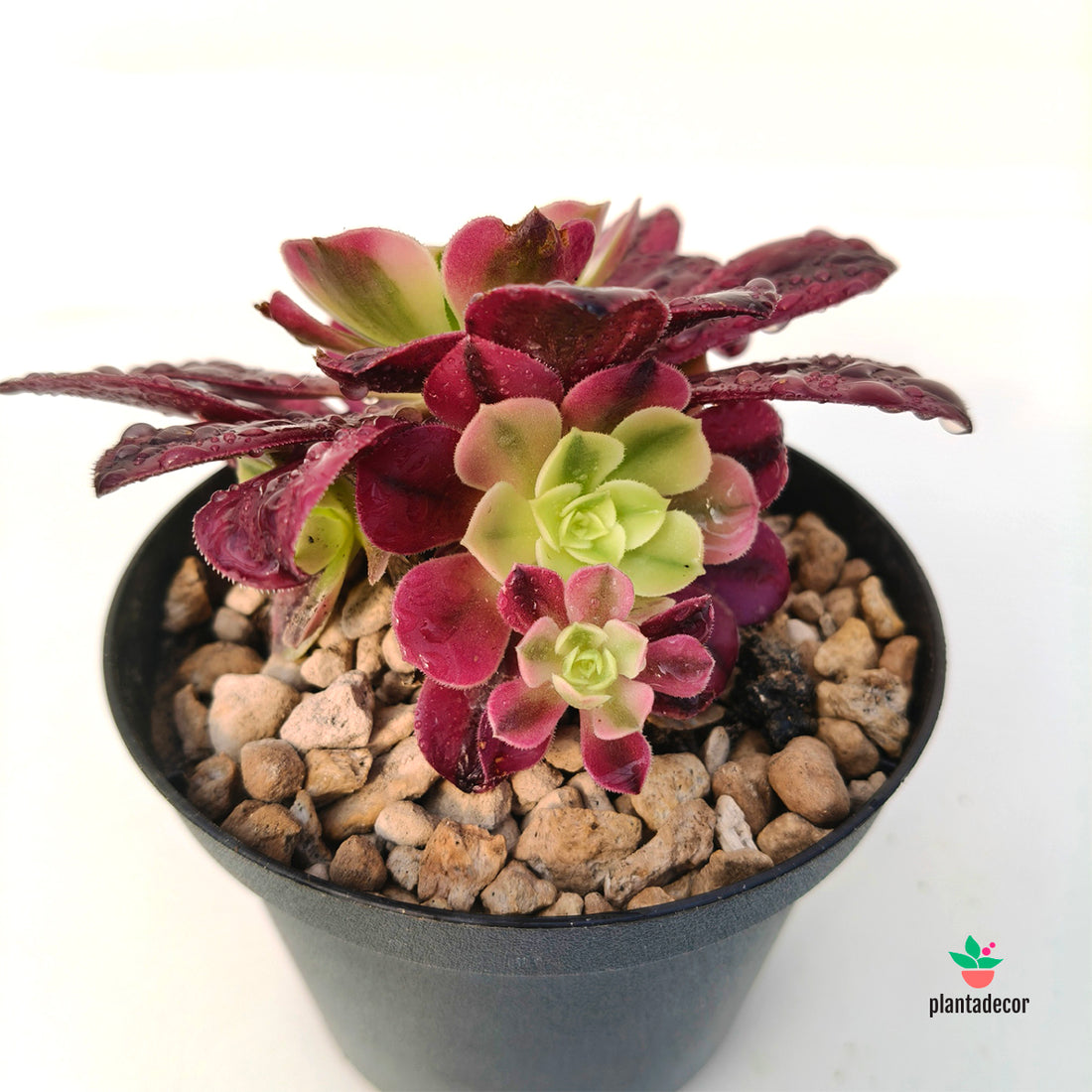 Aeonium Pink Witch