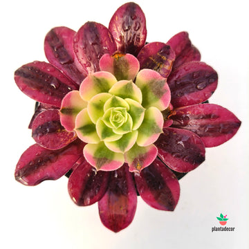 Aeonium Pink Witch