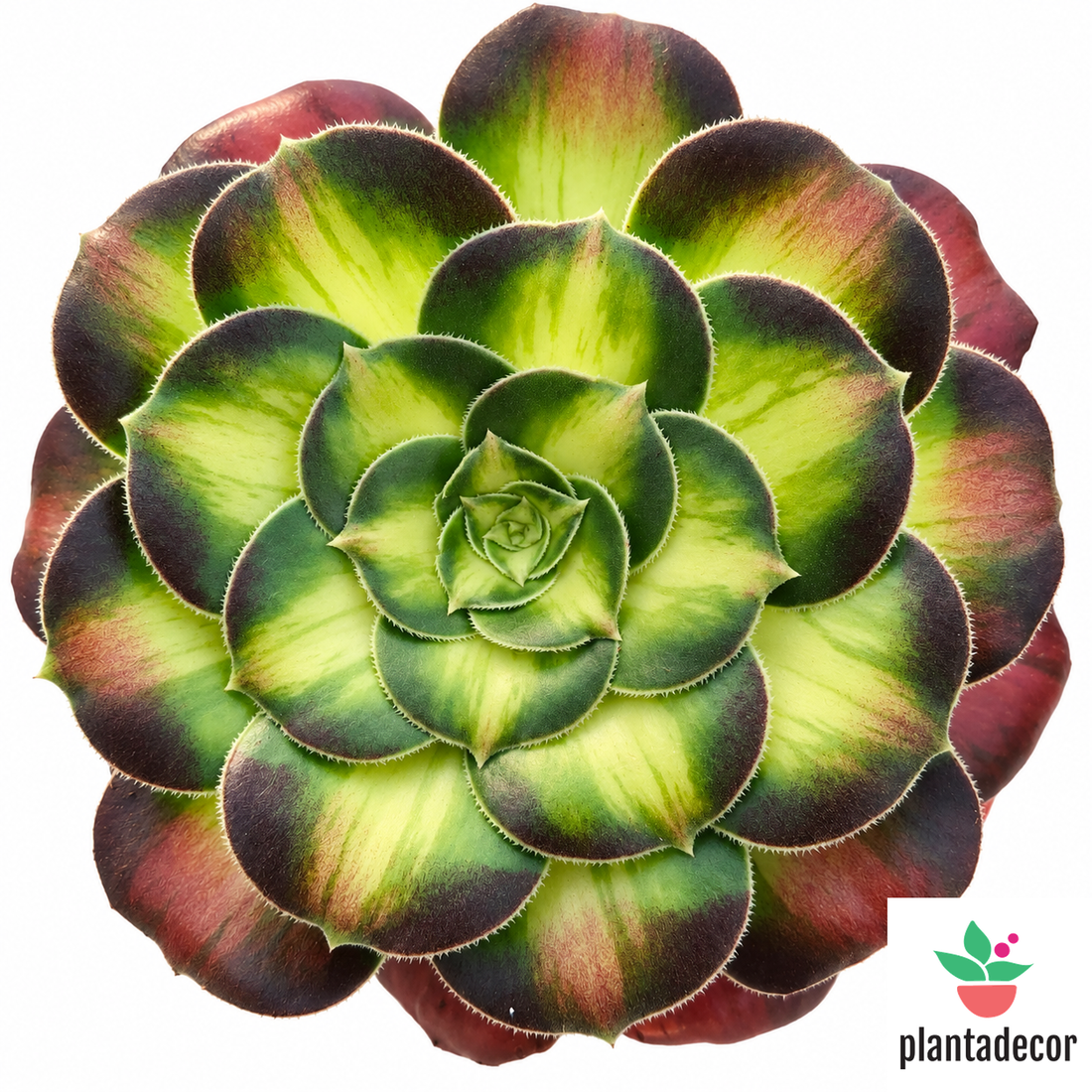 Aeonium Shaohua