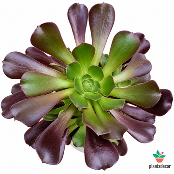 Aeonium Arboreum 'Velours'
