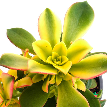 Aeonium Kiwi M-13