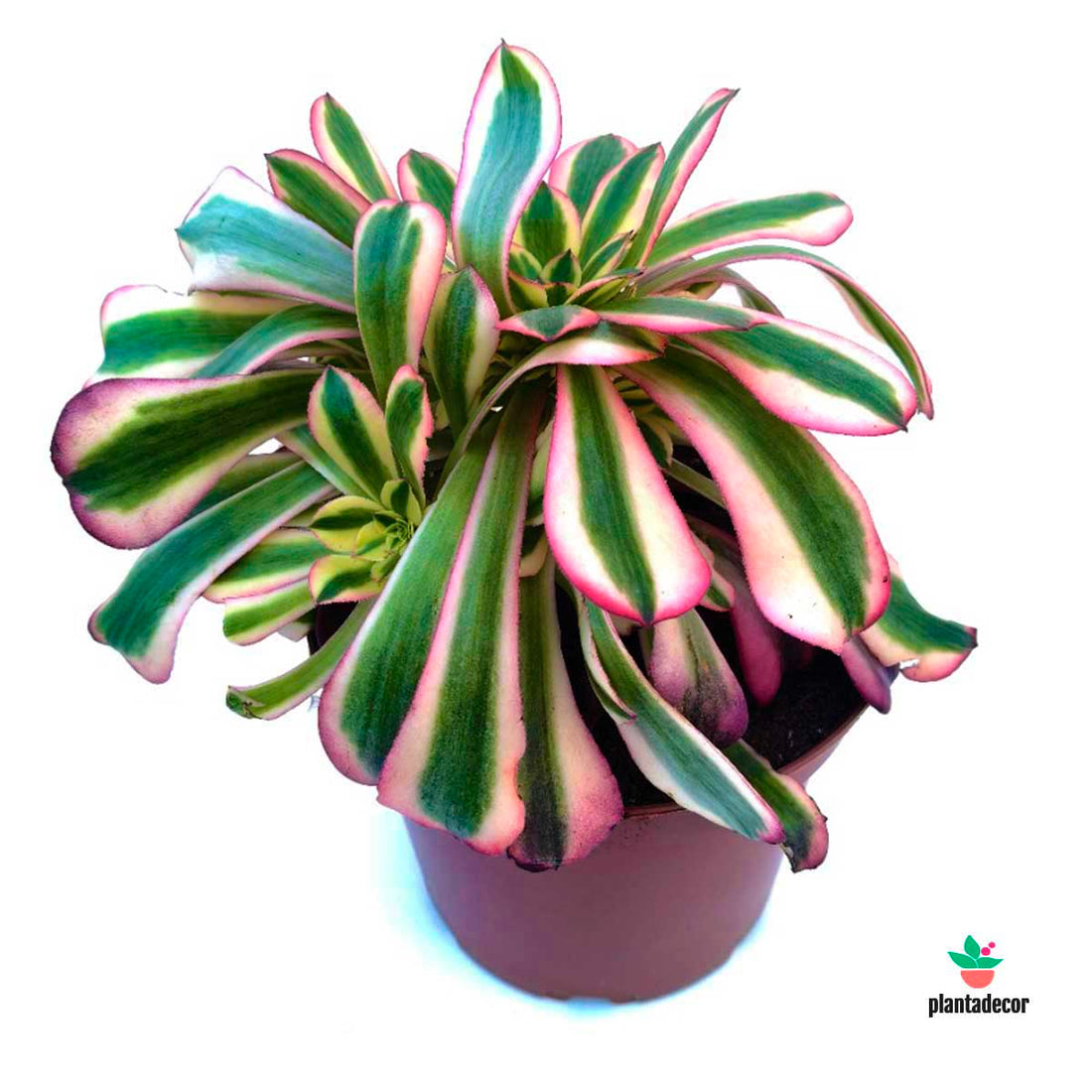 Aeonium Arboreum Medusa